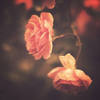 Винтажные фотообои Куст розы