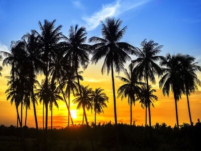 Пальмовая панорама