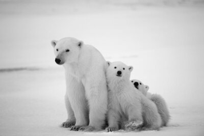 Фотообои для спальни Белые медведи