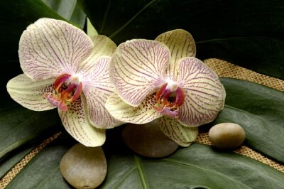 Фотообои для спальни Орхидеи