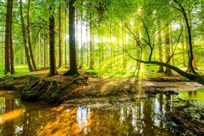 Фотообои солнечный лес