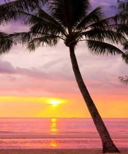 пальма, берег, океан, закат, лиловый
